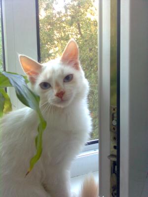 post-2514-099215300 1298366237_thumb.jpg