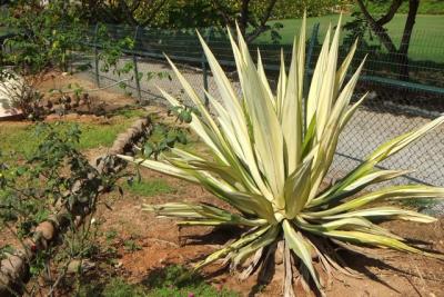 post-4641-003358800 1298669236_thumb.jpg