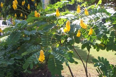 post-4641-059695900 1298669287_thumb.jpg