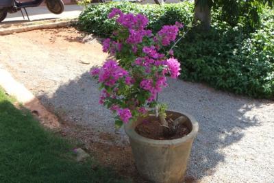 post-4641-090536500 1298669244_thumb.jpg