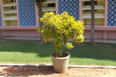 post-4641-095534600 1298669126_thumb.jpg