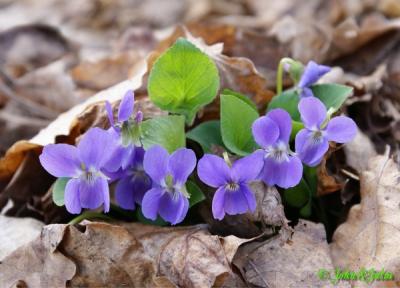 post-2514-058423700 1299573914_thumb.jpg