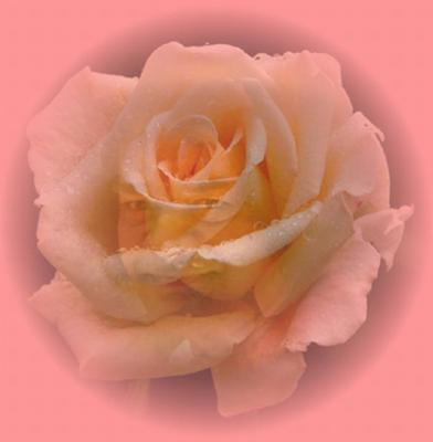 post-5700-094680000 1301569372_thumb.jpg