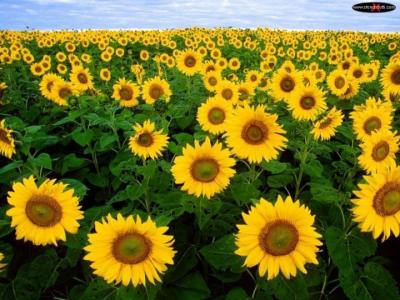 post-3333-046126500 1306047028_thumb.jpg