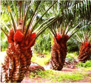 post-4739-050726200 1282683220_thumb.jpg