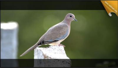 post-2364-019554600 1312786966_thumb.jpg