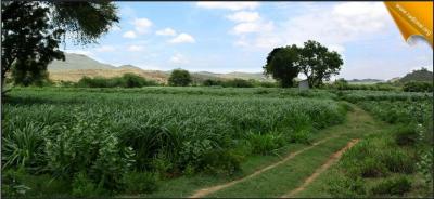 post-2364-026097300 1312786600_thumb.jpg