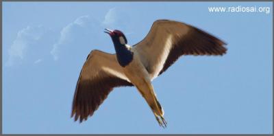 post-2364-034804200 1312524085_thumb.jpg