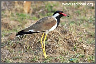 post-2364-036590000 1312524064_thumb.jpg