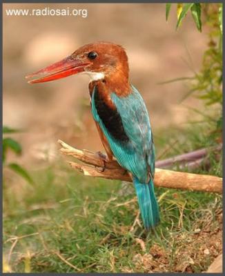 post-2364-067027600 1312524008_thumb.jpg