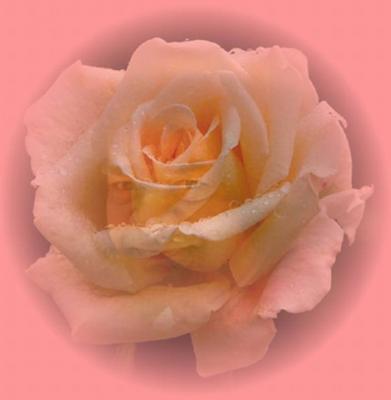 post-2514-014173100 1287134541_thumb.jpg