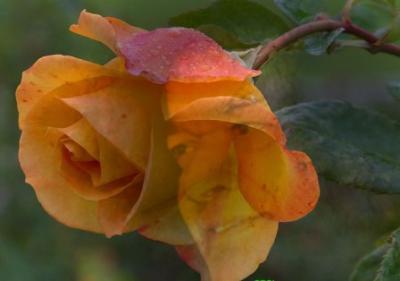 post-3344-095515800 1287152019_thumb.jpg