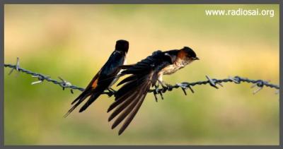 post-2364-015883500 1318351976_thumb.jpg