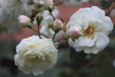 post-2986-038387900 1321990696_thumb.jpg