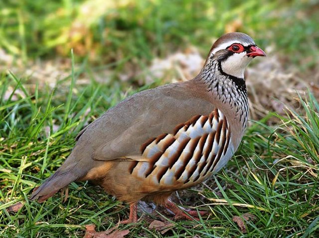 chukar-partridge-002.jpg