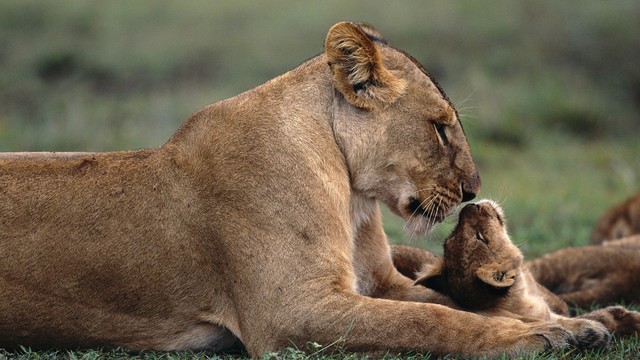 Animals___Wild_cats_Lioness_with_a_cub_042584_.thumb.jpg.89224264f91599b66381b602140cfb11.jpg