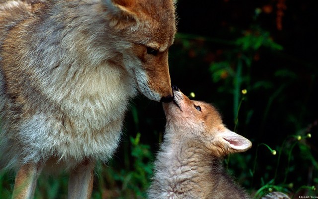 Animals___Wolves_and_Foxes_The_wolf_cub_requests_food_071042_.thumb.jpg.c3d3dc44815886ee30a004eeb3a35595.jpg