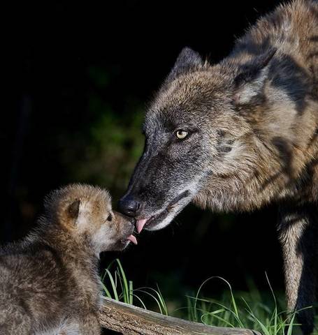 wolf-mom-cub-lick.thumb.jpg.3bdb947c592ae89f478578e7dfd997e3.jpg