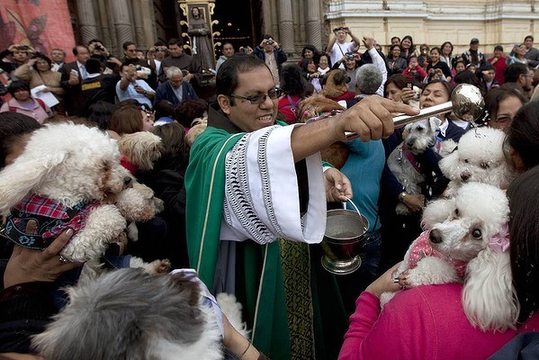 Catholics-Blessing-Animals-Poodles.jpg.ca3d6446f7b057b322e01c09bdf53e2b.jpg