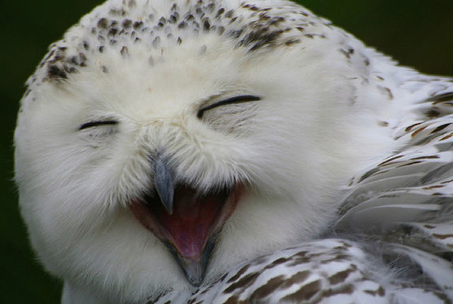 funny_owls_017.thumb.jpg.c338893f98b57ebc239cd5212427d1c3.jpg