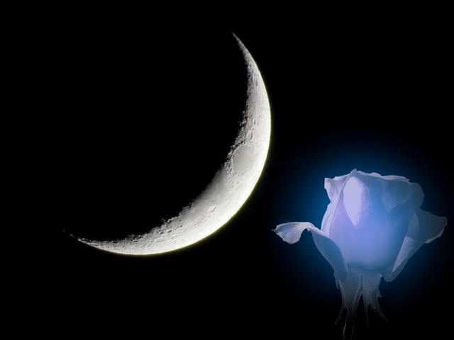 Луна и роза     .jpg