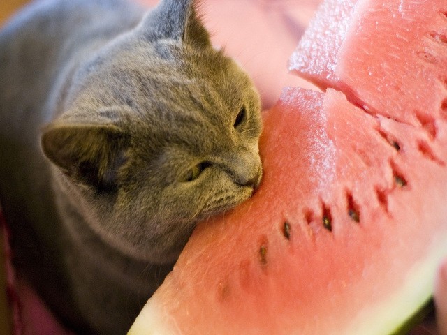 cat_eating_watermelon.thumb.jpg.69dde8d4cc5c29fc35d9e4865ceca1de.jpg