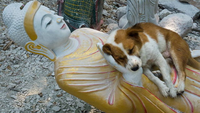 dog-and-budda.thumb.jpg.ba8c58e467964fe4417339545ca67fbc.jpg