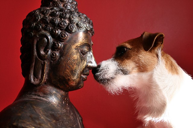 dog-meets-buddha.thumb.jpg.4ac5bbc4e0b4e065093d216e3d3495fc.jpg