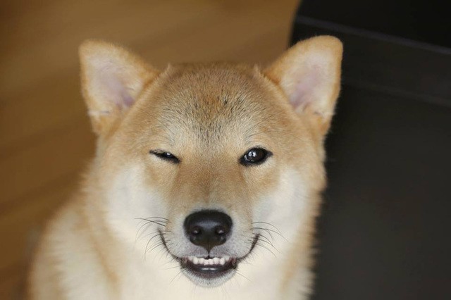 shiba-inu-01.thumb.jpg.d1b13662d180641dd61dce25377e59d7.jpg
