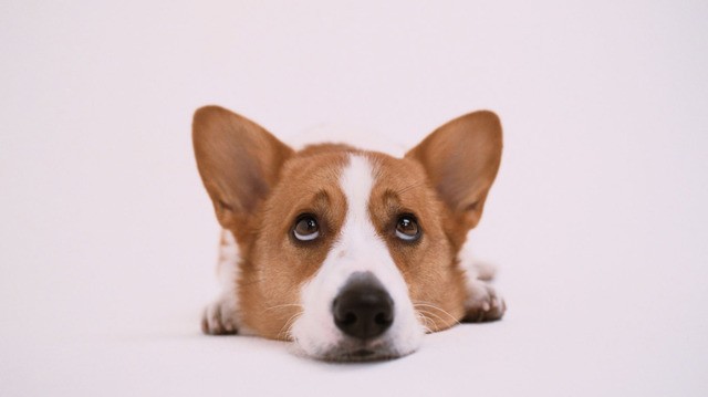 velsh-corgi-cardigan-wallpaper-1366x768.thumb.jpg.42f0b37499e00e2b9b40343d263a867e.jpg
