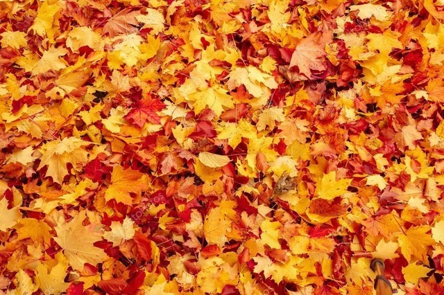 depositphotos_14239439-stock-photo-fall-orange-and-red-autumn.jpg