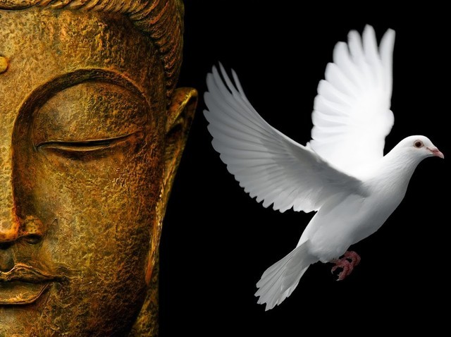 buddha-wallpapers-photos-pictures-dove.thumb.jpg.97a3341130768632e1c28998a93a4304.jpg