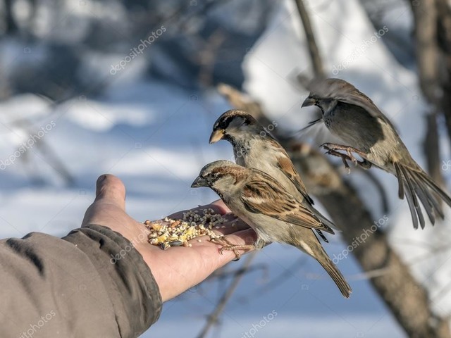 depositphotos_97247054-stock-photo-house-sparrow-on-hand.thumb.jpg.0d2149738fd7ab830c1d028f9653a5d1.jpg
