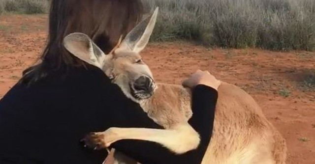 rescued-kangaroo-cant-stop-hugging-the-volunteers-who-saved-her-life-650x340.jpg