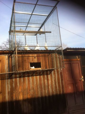 дом. голуби на пос. Энерг.JPG